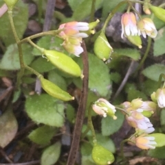 Erophila verna (Whitlow Grass) at Kowen Escarpment - 31 Aug 2020 by JaneR