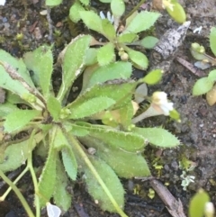 Erophila verna at Kowen, ACT - 31 Aug 2020