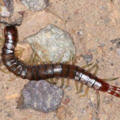 Cormocephalus aurantiipes (Orange-legged Centipede) at Campbell, ACT - 1 Sep 2020 by jb2602