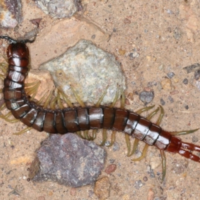 Cormocephalus aurantiipes (Orange-legged Centipede) at Mount Ainslie - 1 Sep 2020 by jb2602