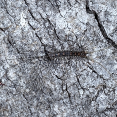 Scutigeridae (family) (A scutigerid centipede) at Majura, ACT - 1 Sep 2020 by jb2602