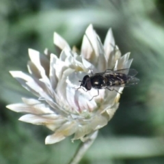 Melangyna viridiceps (Hover fly) at Weston, ACT - 1 Sep 2020 by AliceH