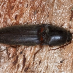 Monocrepidus (genus) (Click beetle) at Mount Ainslie - 1 Sep 2020 by jb2602