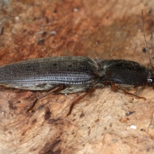 Monocrepidus sp. (genus) at Mount Ainslie - 1 Sep 2020 03:38 PM