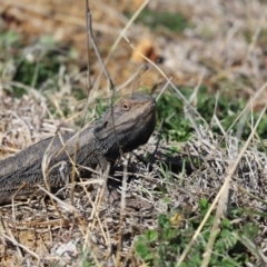 Pogona barbata (Eastern Bearded Dragon) at Mount Painter - 31 Aug 2020 by Tammy