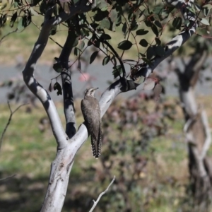 Cacomantis pallidus at Cook, ACT - 1 Sep 2020