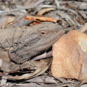 Pogona barbata at Acton, ACT - 1 Sep 2020