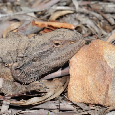 Pogona barbata (Eastern Bearded Dragon) at Acton, ACT - 1 Sep 2020 by TimL