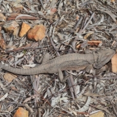 Pogona barbata at Acton, ACT - 1 Sep 2020