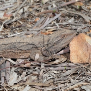 Pogona barbata at Acton, ACT - 1 Sep 2020