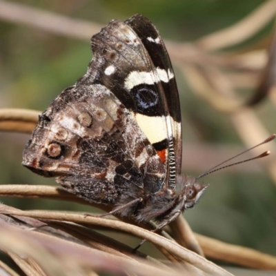 Vanessa itea (Yellow Admiral) at Acton, ACT - 1 Sep 2020 by TimL