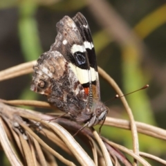 Vanessa itea at Acton, ACT - 1 Sep 2020 12:33 PM