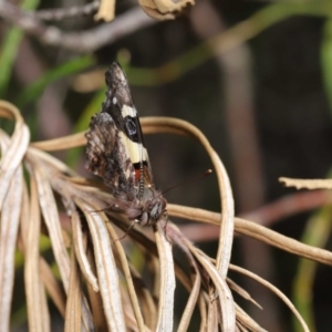 Vanessa itea at Acton, ACT - 1 Sep 2020 12:33 PM