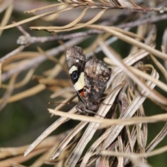 Vanessa itea at Acton, ACT - 1 Sep 2020 12:33 PM