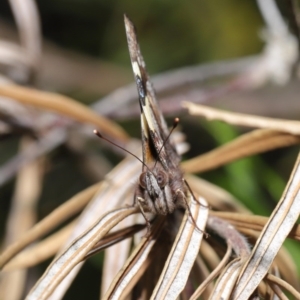 Vanessa itea at Acton, ACT - 1 Sep 2020 12:33 PM