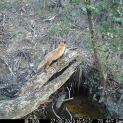 Vulpes vulpes (Red Fox) at Tuggeranong DC, ACT - 27 Aug 2020 by ChrisHolder