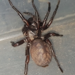 Stanwellia sp. (genus) at Red Hill, ACT - 1 Sep 2020