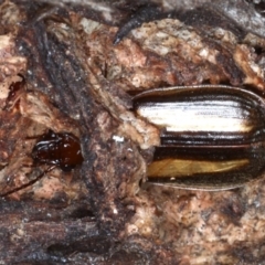 Philophlaeus sp. (genus) (Bark carab beetle) at Majura, ACT - 1 Sep 2020 by jbromilow50