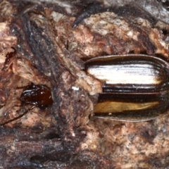 Philophlaeus sp. (genus) (Bark carab beetle) at Majura, ACT - 1 Sep 2020 by jb2602