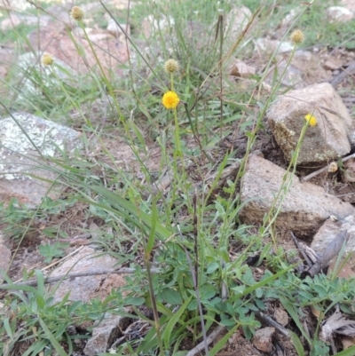 Calotis lappulacea (Yellow Burr Daisy) at Rob Roy Range - 31 Mar 2020 by MichaelBedingfield