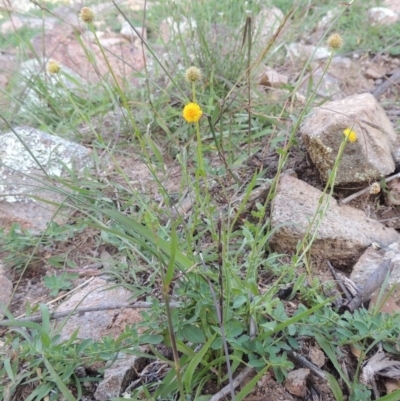 Calotis lappulacea (Yellow Burr Daisy) at Banks, ACT - 31 Mar 2020 by MichaelBedingfield