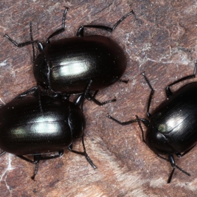 Chalcopteroides spectabilis (Rainbow darkling beetle) at Campbell Park Woodland - 1 Sep 2020 by jbromilow50