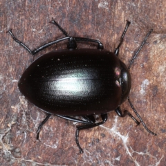 Chalcopteroides spectabilis at Majura, ACT - 1 Sep 2020 03:40 PM