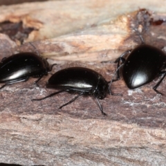 Chalcopteroides spectabilis at Majura, ACT - 1 Sep 2020 03:40 PM