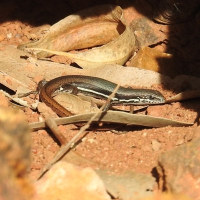 Morethia boulengeri (Boulenger's Skink) at Acton, ACT - 1 Sep 2020 by HelenCross