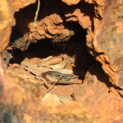 Morethia boulengeri at Acton, ACT - 2 Sep 2020