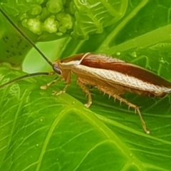 Balta bicolor (A balta cockroach) at Bega, NSW - 14 Oct 2019 by Jennifer Willcox