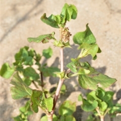 Rumex hypogaeus (Spiny Emex, Three Cornered Jacks) at Illaroo, NSW - 31 Aug 2020 by plants