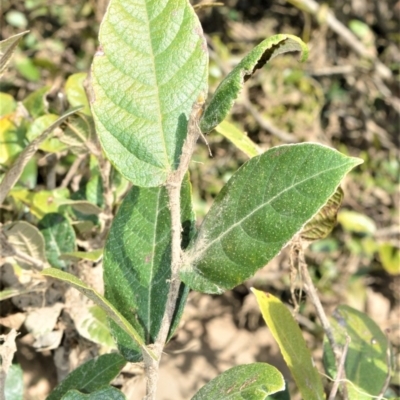 Ficus coronata (Creek Sandpaper Fig) at Illaroo, NSW - 31 Aug 2020 by plants