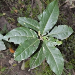 Claoxylon australe (Brittlewood) at Illaroo, NSW - 31 Aug 2020 by plants