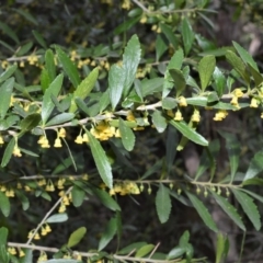 Melicytus dentatus (Tree Violet) at Illaroo, NSW - 31 Aug 2020 by plants