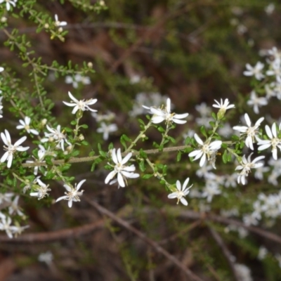 Olearia microphylla (Olearia) at Bamarang, NSW - 1 Sep 2020 by plants