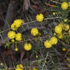 Acacia brownii (Heath Wattle) at Bamarang, NSW - 31 Aug 2020 by plants
