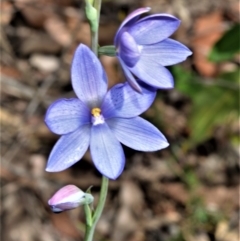 Thelymitra ixioides (Dotted Sun Orchid) at Bamarang, NSW - 1 Sep 2020 by plants