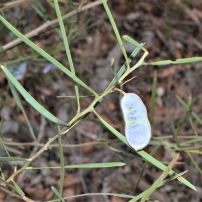 Acacia suaveolens (Sweet Wattle) at Bamarang, NSW - 31 Aug 2020 by plants