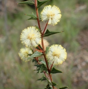 Acacia gunnii at Acton, ACT - 2 Sep 2020