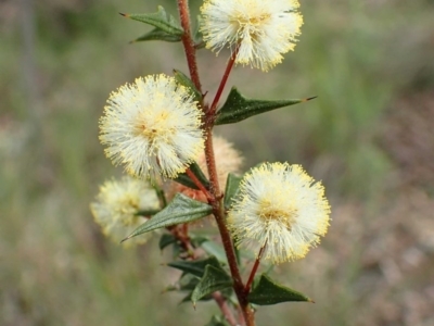 Acacia gunnii (Ploughshare Wattle) at Acton, ACT - 2 Sep 2020 by RWPurdie