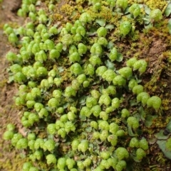 Asterella drummondii (A thallose liverwort) at Acton, ACT - 2 Sep 2020 by RWPurdie