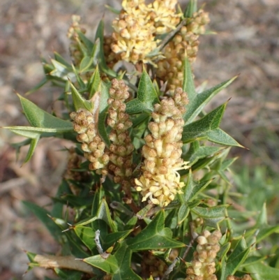 Grevillea ramosissima subsp. ramosissima (Fan Grevillea) at Acton, ACT - 1 Sep 2020 by RWPurdie