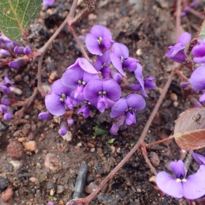 Hardenbergia violacea (False Sarsaparilla) at ANBG South Annex - 1 Sep 2020 by RWPurdie