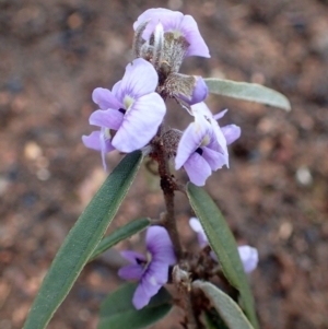 Hovea heterophylla at Acton, ACT - 2 Sep 2020