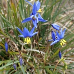 Stypandra glauca (Nodding Blue Lily) at ANBG South Annex - 1 Sep 2020 by RWPurdie