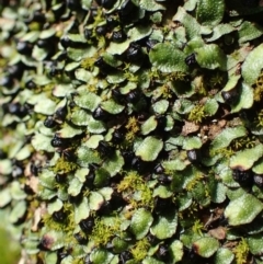 Targionia lorbeeriana (A liverwort) at Acton, ACT - 2 Sep 2020 by RWPurdie