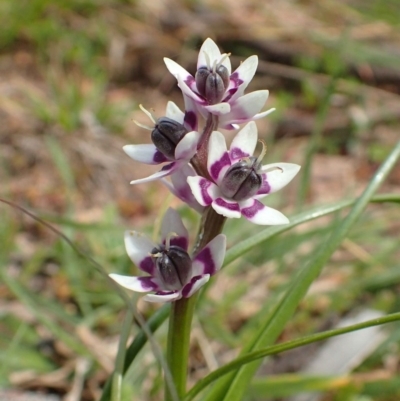 Wurmbea dioica subsp. dioica (Early Nancy) at Downer, ACT - 1 Sep 2020 by RWPurdie