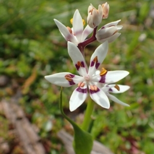 Wurmbea dioica subsp. dioica at Downer, ACT - 2 Sep 2020