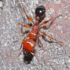 Podomyrma gratiosa (Muscleman tree ant) at ANBG - 1 Sep 2020 by TimL